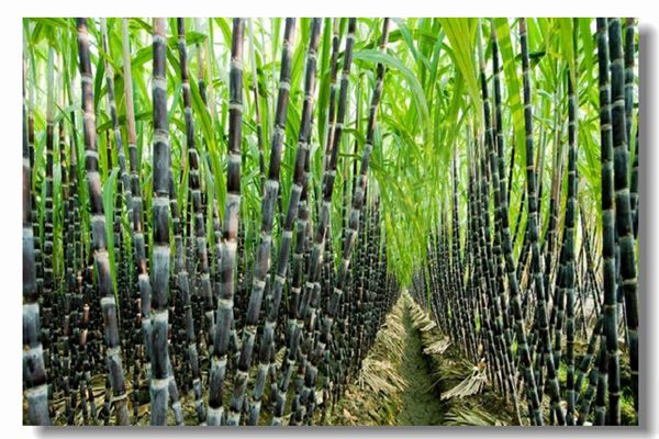 燃?xì)忮仩t運(yùn)行前為什么要進(jìn)行水壓試驗(yàn)？