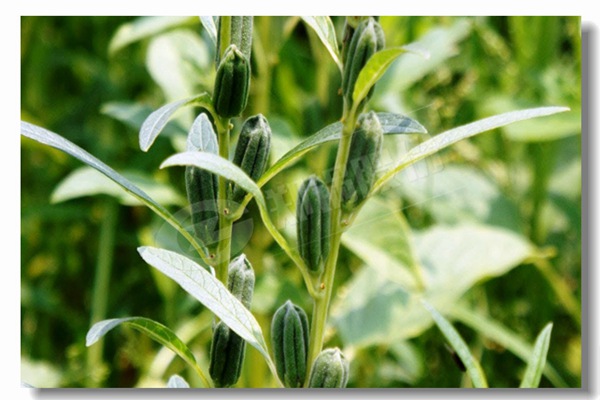 循環(huán)流化床鍋爐內有傳熱過程有哪些?